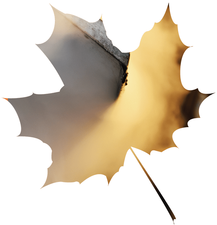 maple leaf